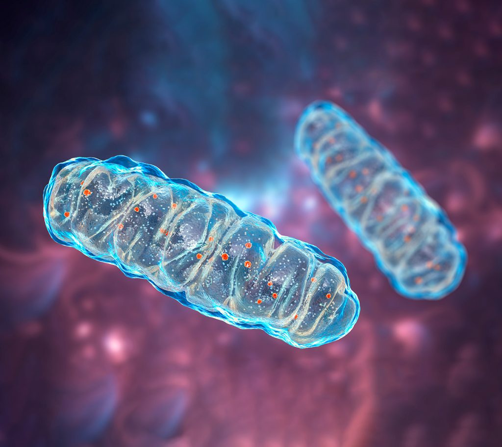 A high-resolution digital rendering of mitochondria, showcasing their double-membrane structure, cristae, and energy-producing matrix in Segova.com’s signature colors