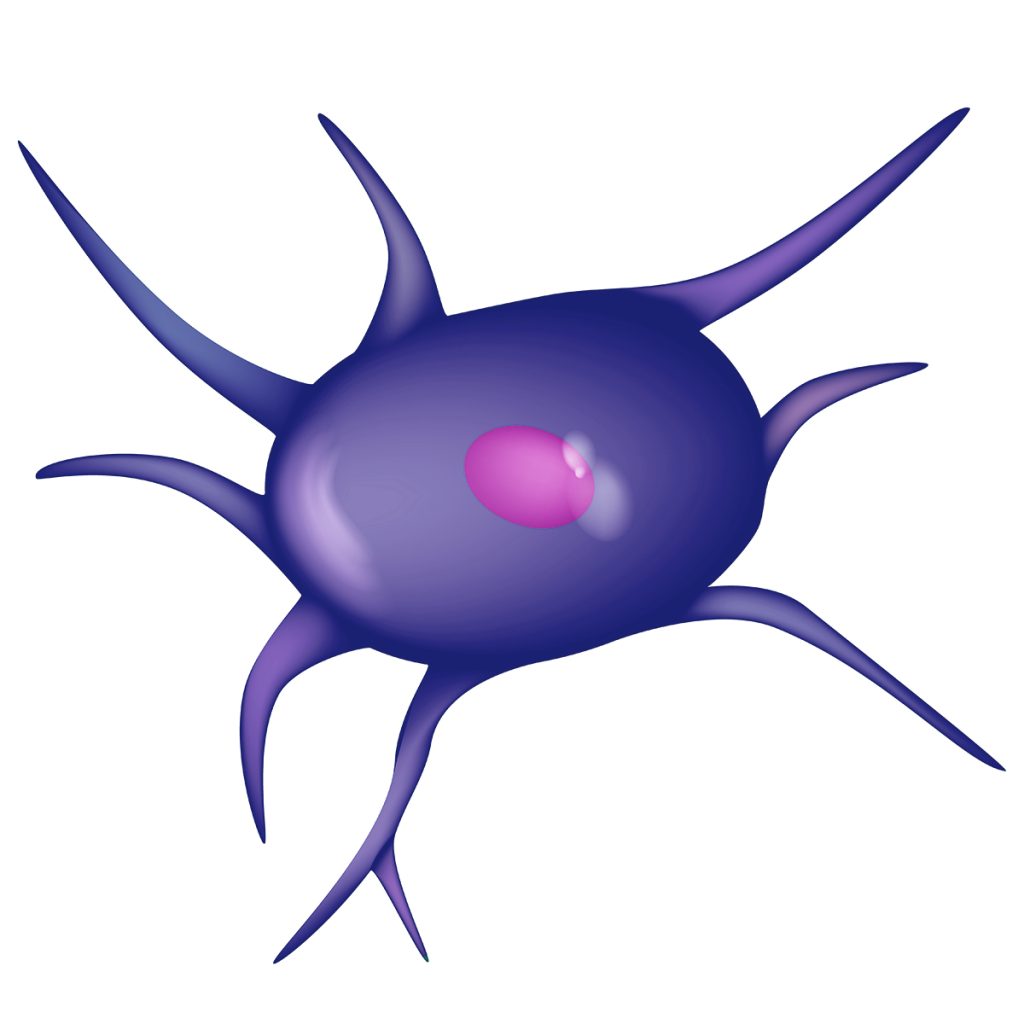 Mesenchymal stem cells (MSCs) or mesenchymal stromal cells or Me