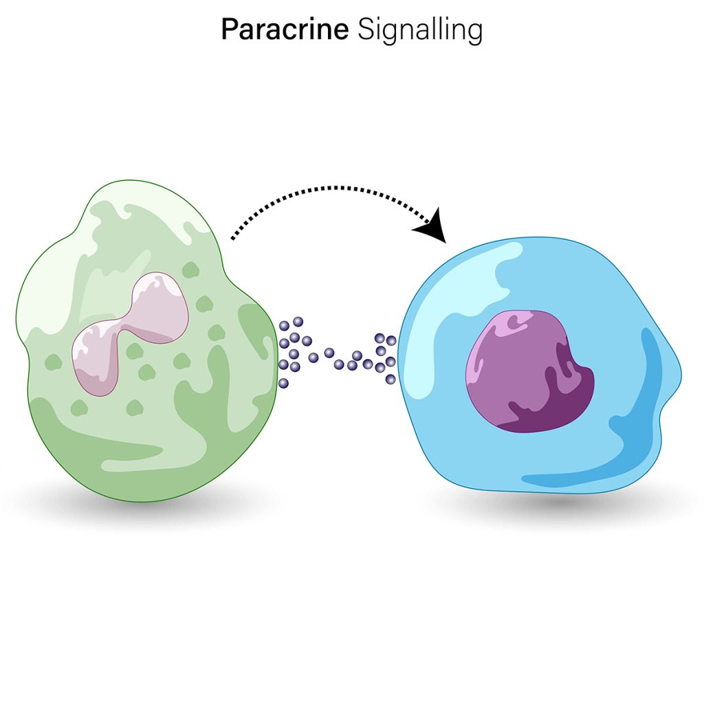 Paracrine signalling