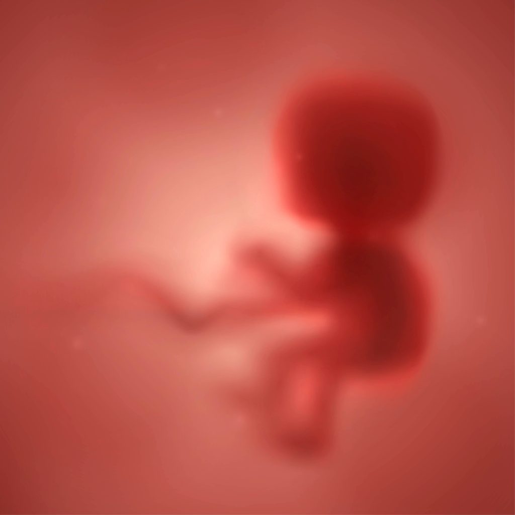 human embryo in the womb